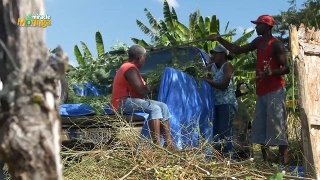 Miracle Moringa V2 HD смотреть онлайн