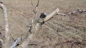 Розовый бутон на персика и есть листок с сантиметр опрыскивание бургундской смесью опасно или нет