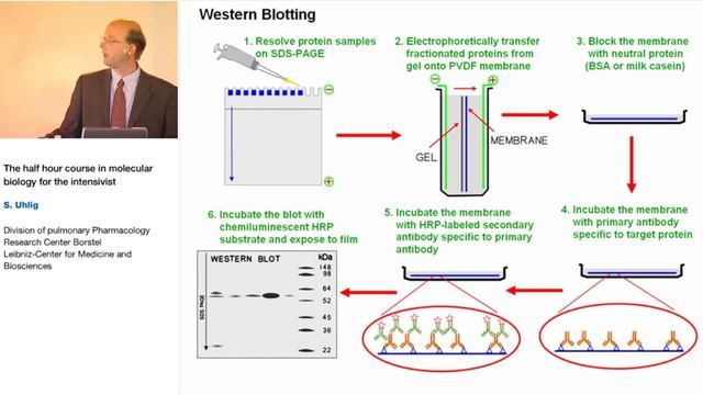 Short course in molecular biology for intensivist S Uhlig 2005 Strasb (2)