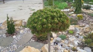 Сосна горная Бенджамин, что с ней не так? 🤔