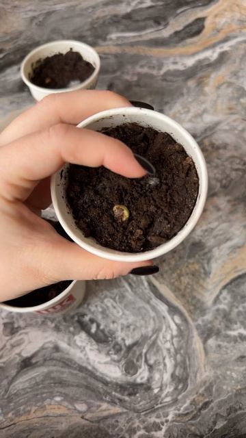 Лимоны от 19.03 ☺️ Проверяем всхожесть и самочувствие росточков 🍋🌿 #лимонноедерево #лимон смотреть онлайн