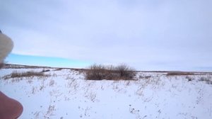 Коллективная охота, столько зайцев я ещё не стрелял. Охота на зайца и лису. Сезон 2024-2025 №219