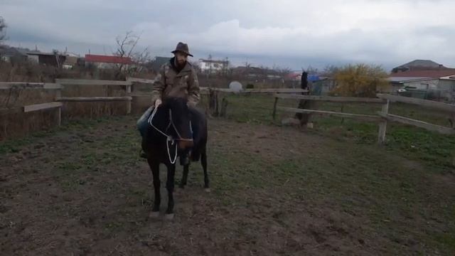 Как управлять лошадью без железа / кабардинская порода лошадей / хакамора / НХ / M-H смотреть онлайн