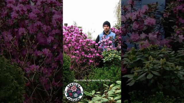 RHODODENDRON CAROLINIANUM P. J. M. ELITE смотреть онлайн
