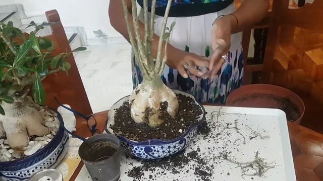 Exposicion de caudex parte 2 смотреть онлайн