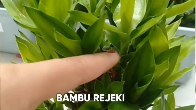 TANAMAN HIAS INDOOR Yang SEDANG TREND Yang COCOk Untuk PEMULA
