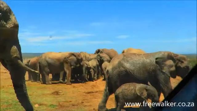 Addo Elephants in South Africa смотреть онлайн