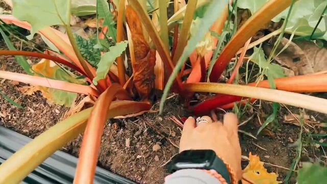 Regular rhubarb vs. Red rhubarb: how to tell the difference! смотреть онлайн