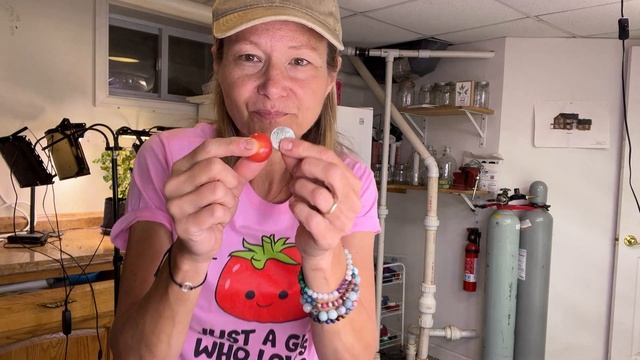 Lauren Reviews ROSY FINCH Micro Dwarf Tomato смотреть онлайн