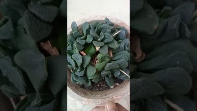 Haworthia Truncata big clump смотреть онлайн