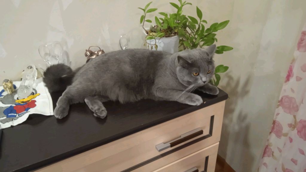 распаковка чек с моим котом смотреть онлайн