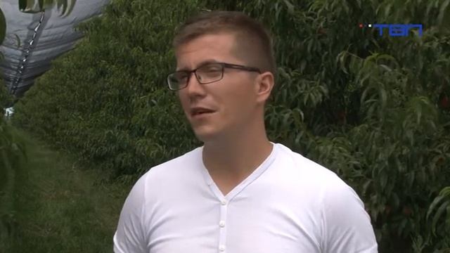 TV Pančevo - Nektarina dobro rodila смотреть онлайн