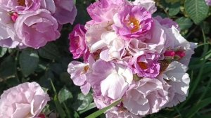 Роза Blue For You и Роза бордюр magenta