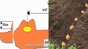 Секреты выращивания картофеля