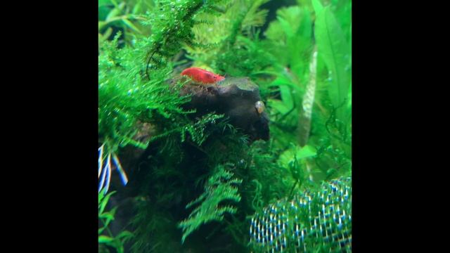Red Cherry shrimps in the Christmas Moss смотреть онлайн