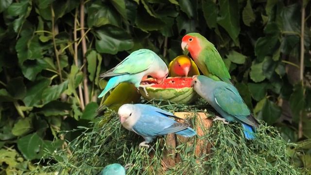 Арбуз  для неразлучников /  Lovebird