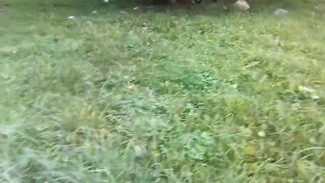 Два одуванчика смотреть онлайн