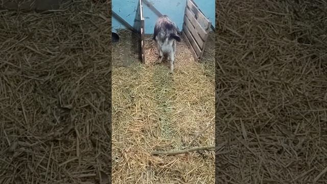 Коза сосет у себя молоко, не проблема,есть лайфхак. смотреть онлайн