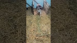 Коза сосет у себя молоко, не проблема,есть лайфхак.