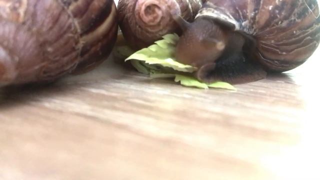 Маркуша хрумкает сельдерей🐌(улитка Ахатина) смотреть онлайн