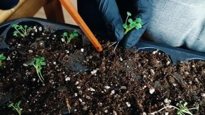 Пикируем иссоп лекарственный!