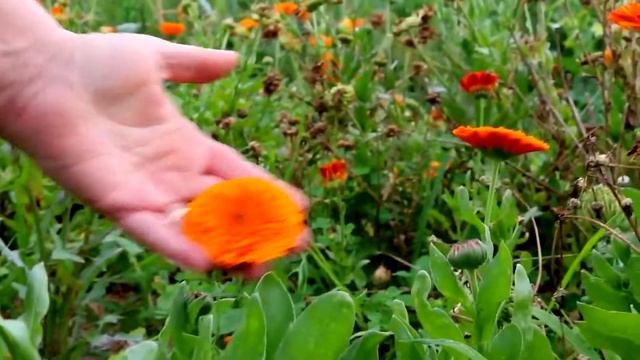 Edible Flowers: How to Eat Calendula Flowers смотреть онлайн