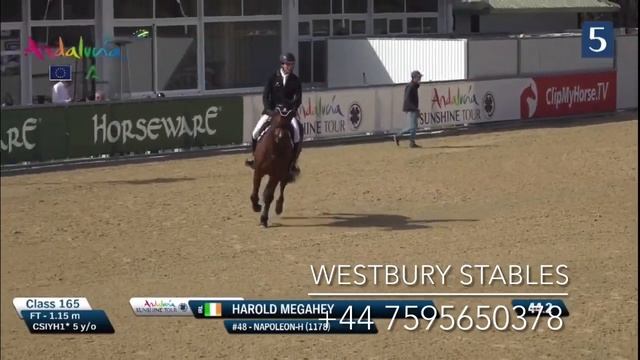 Napoleon-H- 2018 Stallion (Chester Z X Lord Z) смотреть онлайн