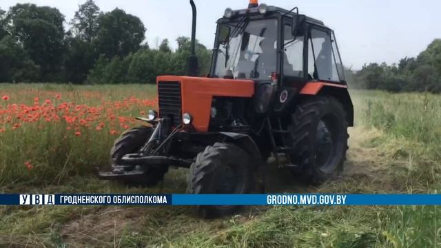 В Слонимском районе было обнаружено поле, на котором произрастало свыше 3 тонн мака смотреть онлайн