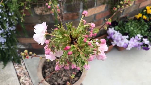 Tulip, Nemophilas, Cherry Blossoms, Spring starflowers, Chandler blueberry′s flowers 20210328 смотреть онлайн