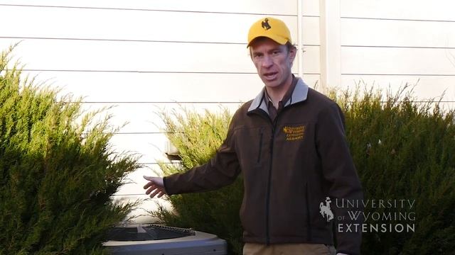 Juniper Pruning | From the Ground Up смотреть онлайн