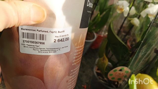 Обзор орхидей в Планете лета/17.02.25/ смотреть онлайн