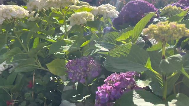 HD又美又香的月季和几款值得淘的浅蓝色绣球， 我新开垦的一片茶花绣球06/25/23 смотреть онлайн