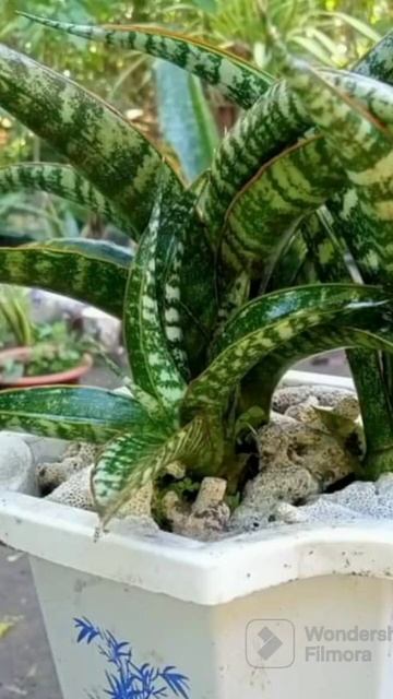 Sansevieria hybrid ‘B12’ #sansevieria #sansevieriaplant #hybrid #succulent смотреть онлайн