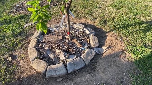 CÓMO CUIDAR SU ÁBOL DE CIRUELA . смотреть онлайн