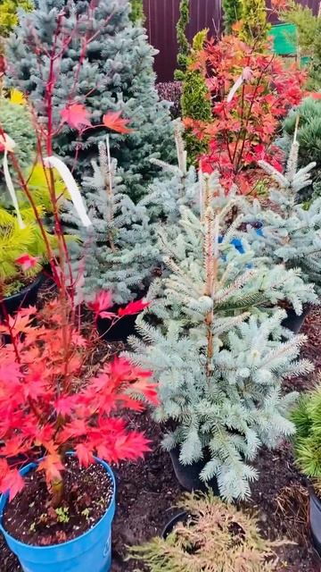 Питомник 🌲, в Балашихе, МО) продажа в телеграмм,( ссылка в шапке профиля и комментариях) смотреть онлайн