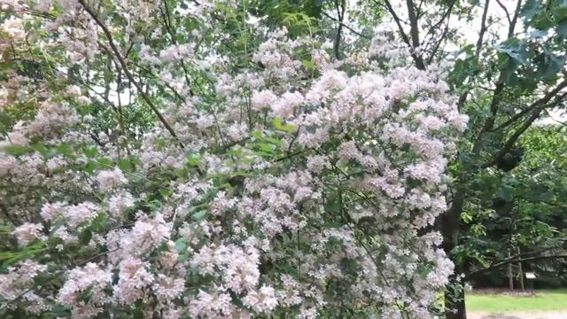 Kolkwitzia amabilis kolkwitzie krásná смотреть онлайн