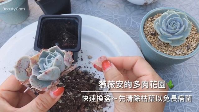 丽娜莲和露娜莲的区别？薇薇安的多肉花园🌵 смотреть онлайн