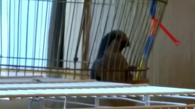 Кто ж такие птички? смотреть онлайн