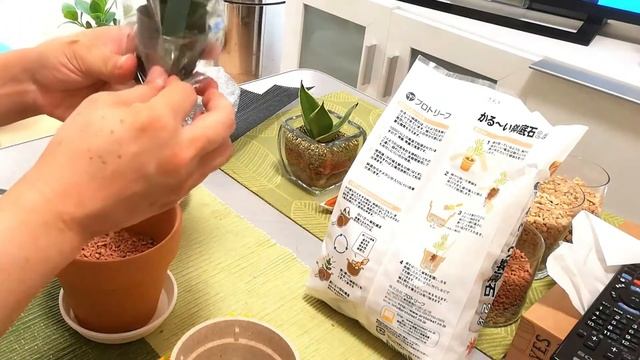 珍しい形のサンスベニア unusual shape of Sansevieria＃観葉植物＃Foliageplan＃サンスベリア ＃Sansevieria＃珍しい形＃Unusualshape смотреть онлайн