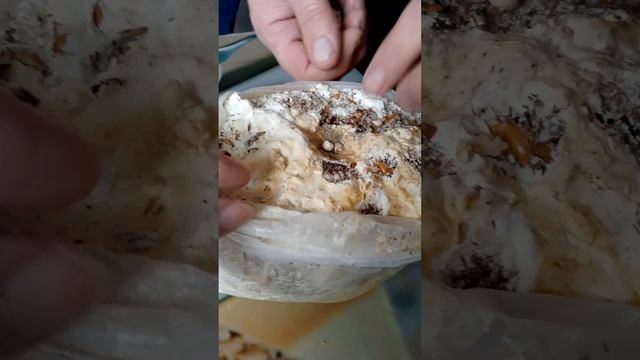 КОРОЛЕВСКАЯ ВЕШЕНКА,КАК СРЫВАТЬ УРОЖАЙ смотреть онлайн