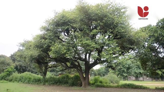 Lac: Host Plant Management смотреть онлайн