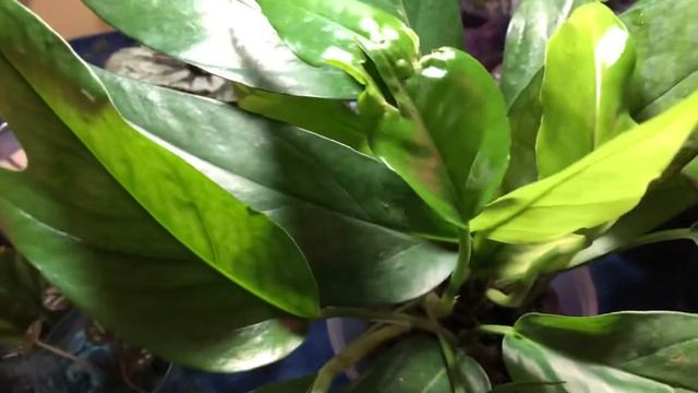RESCUE MISSION: Epipremnum pinnatum - Baltic Blue Pothos In Need Of TLC! смотреть онлайн