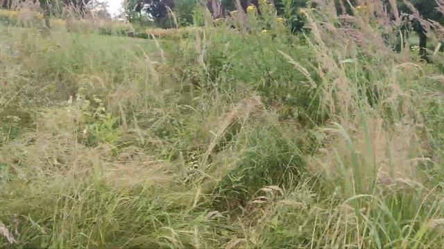 Przez łąkę kwietną w Arboretum w Wojsławicach смотреть онлайн