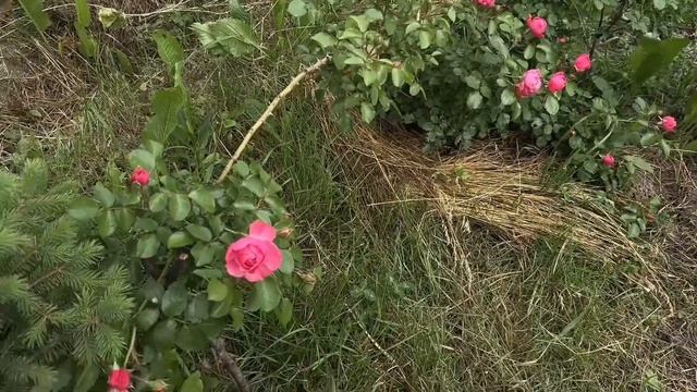 Наслаждаемся жизнью в своем доме смотреть онлайн