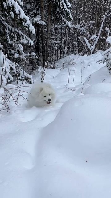 Samoyed flying 🤍✨#samoyed #funnydogs #funnyvideo #eyeofthetiger #dogsoftiktok #winterdogs смотреть онлайн