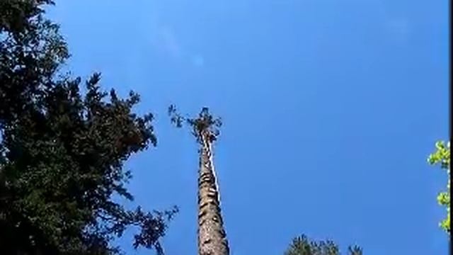 Douglas-fir Removal смотреть онлайн
