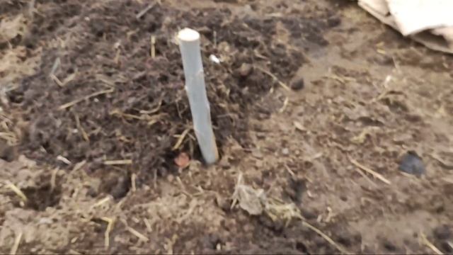 Biogomus смотреть онлайн