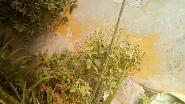 Magical plant aloe Vera with thousands health benefits for glowing skin and shiny hair смотреть онлайн