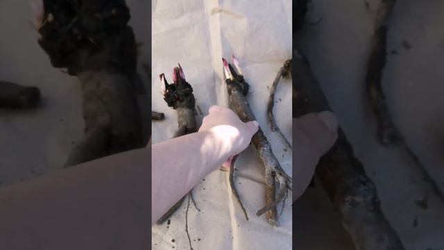 Пион смотреть онлайн