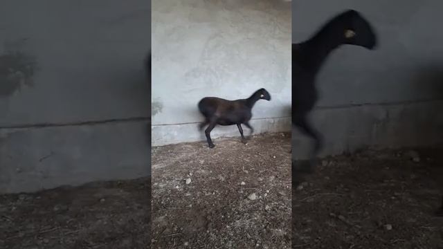 Переярки гиссарские 87013130660 смотреть онлайн
